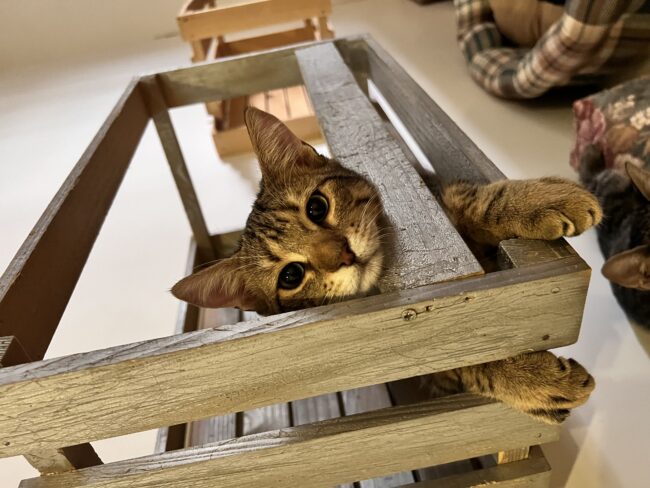 Il mio gatto è annoiato