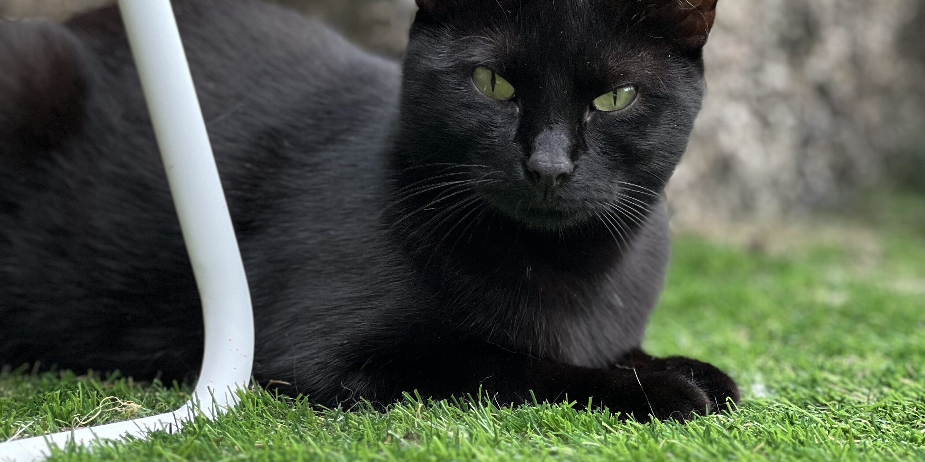 Il mio gatto mangia le piante