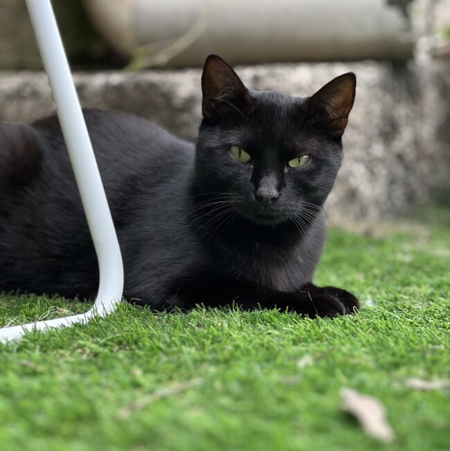 Il mio gatto mangia le piante