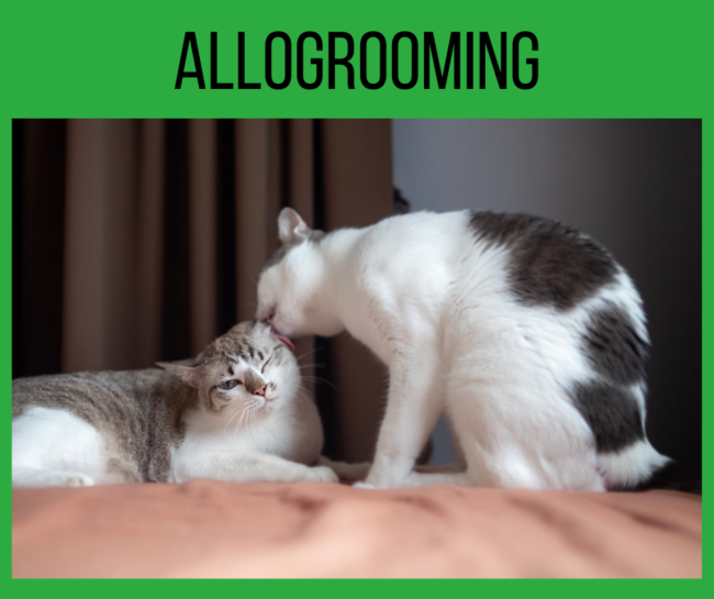 Allogrooming