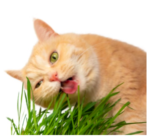 Gatti e erba
