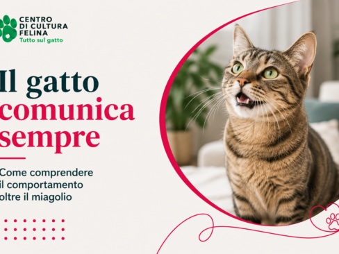 Il gatto comunica sempre