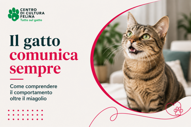 Il gatto comunica sempre